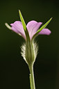 BUITEN BEELD Foto: 129551