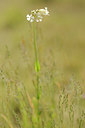 BUITEN BEELD Foto: 129715
