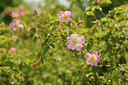 BUITEN BEELD Foto: 129720