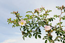 BUITEN BEELD Foto: 129773
