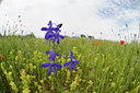 BUITEN BEELD Foto: 129784