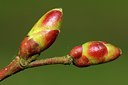 BUITEN BEELD Foto: 129954