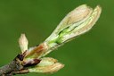 BUITEN BEELD Foto: 129965