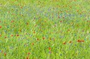 BUITEN BEELD Foto: 130091