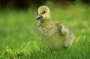 BUITEN BEELD Foto: 130273