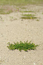 BUITEN BEELD Foto: 130319