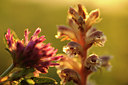 BUITEN BEELD Foto: 130380