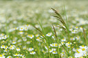 BUITEN BEELD Foto: 130497
