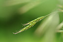 BUITEN BEELD Foto: 130703