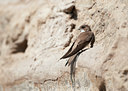 BUITEN BEELD Foto: 130767