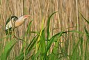 BUITEN BEELD Foto: 130846