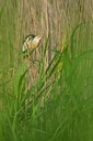 BUITEN BEELD Foto: 130849