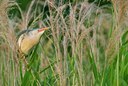 BUITEN BEELD Foto: 130850