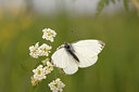 BUITEN BEELD Foto: 131075