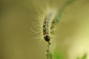 BUITEN BEELD Foto: 131085