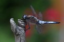BUITEN BEELD Foto: 131153