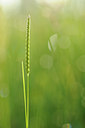 BUITEN BEELD Foto: 131292