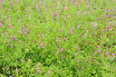 BUITEN BEELD Foto: 131321