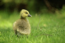 BUITEN BEELD Foto: 131515