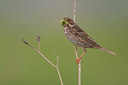 BUITEN BEELD Foto: 131643