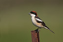 BUITEN BEELD Foto: 131664