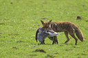 BUITEN BEELD Foto: 131705