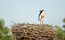 BUITEN BEELD Foto: 131834