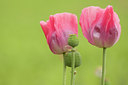 BUITEN BEELD Foto: 131846