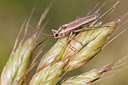 BUITEN BEELD Foto: 131865