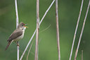 BUITEN BEELD Foto: 131893