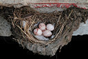 BUITEN BEELD Foto: 132121