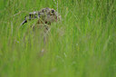 BUITEN BEELD Foto: 132164