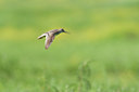 BUITEN BEELD Foto: 132241