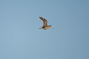 BUITEN BEELD Foto: 132248