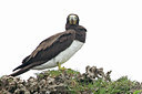 BUITEN BEELD Foto: 132371