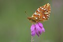 BUITEN BEELD Foto: 132398