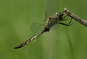 BUITEN BEELD Foto: 132409