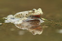 BUITEN BEELD Foto: 132518
