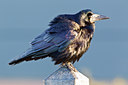BUITEN BEELD Foto: 132793