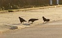 BUITEN BEELD Foto: 132794