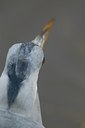 BUITEN BEELD Foto: 132811