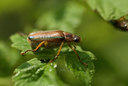 BUITEN BEELD Foto: 132872