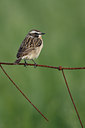 BUITEN BEELD Foto: 132885