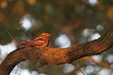 BUITEN BEELD Foto: 132944