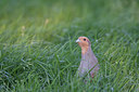 BUITEN BEELD Foto: 132948