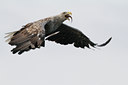 BUITEN BEELD Foto: 133313