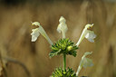 BUITEN BEELD Foto: 133327