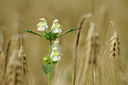 BUITEN BEELD Foto: 133329