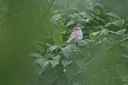 BUITEN BEELD Foto: 133438