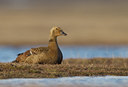 BUITEN BEELD Foto: 133453